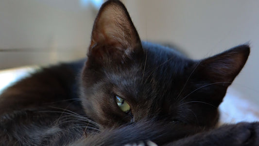 Black cat resting