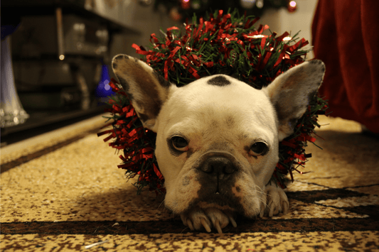Pet-Safe Candles: A Healthier Choice for Your Pets